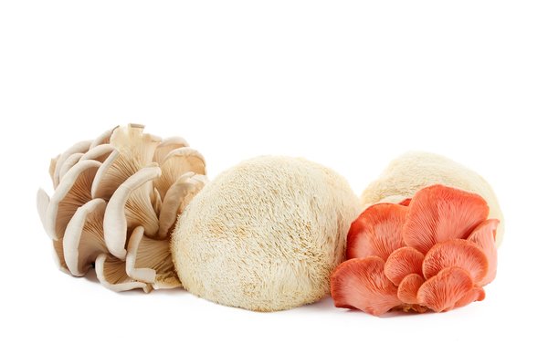 Lion's mane : le champignon qui booste votre mémoire et votre santé