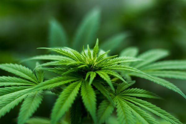 Les vérités sur le cannabidiol pour booster vos performances cognitives